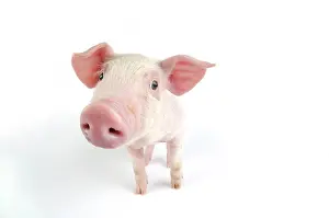 Landrace: Pig. Landrace piglet on white background