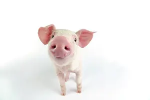 Landrace: Pig. Landrace piglet on white background