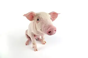 Landrace: Pig. Landrace piglet on white background