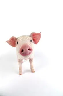 Landrace: Pig. Landrace piglet on white background