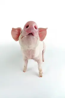 Landrace: Pig. Landrace piglet on white background