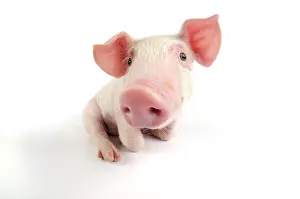 Landrace: Pig. Landrace piglet on white background