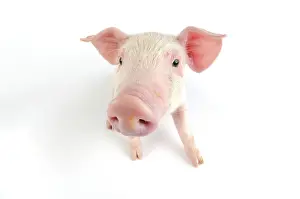 Landrace: Pig. Landrace piglet on white background