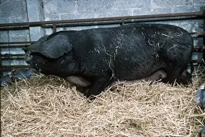 Sows: PIG - LARGE BLACK SOW IN STRAW
