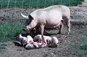 Sows: PIG - Large white cross Duroc and young sow outdoors