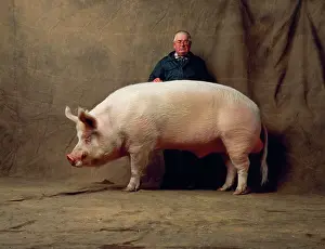 Yann Arthus-bertrand: PIG - large white and owner