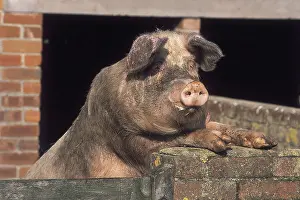 Sties: PIG - Looking over wall