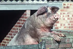 Outs: PIG - Looking over wall