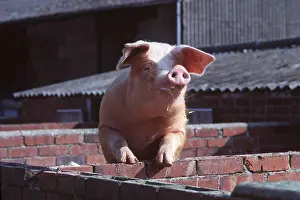 Outs: PIG - looking over wall