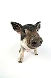 Mangalitzas: Pig. Mangalitza piglet on white background