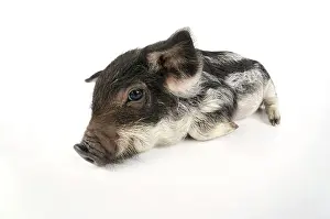 Mangalitzas: Pig. Mangalitza piglet on white background