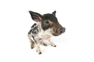 Mangalitzas: Pig. Mangalitza piglet on white background