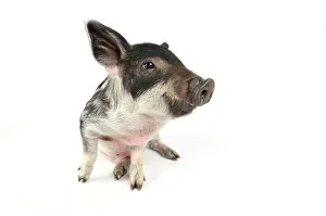Mangalitzas: Pig. Mangalitza piglet on white background
