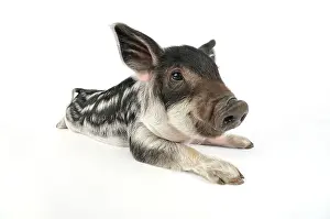 Mangalitzas: Pig. Mangalitza piglet on white background