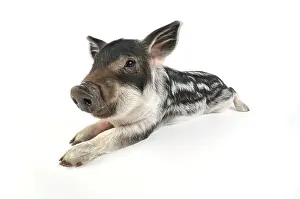 Mangalitzas: Pig. Mangalitza piglet on white background