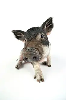 Mangalitzas: Pig. Mangalitza piglet on white background