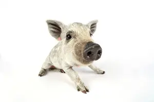 Mangalitzas: Pig. Mangalitza piglet on white background