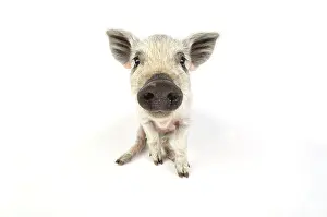 Mangalitzas: Pig. Mangalitza piglet on white background
