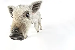 Mangalitzas: Pig. Mangalitza piglet on white background