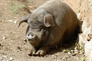 Mosha: A pig in a Moso village near Lugu Lake Yunnan