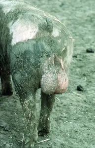Backside: Pig - muddy backside and testicles