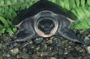 Insculpta: Pig-nosed Turtle