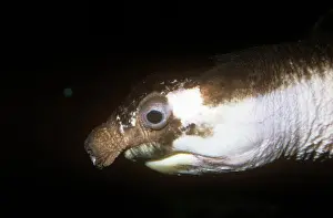Nose: Pig-nosed Turtle - showing characteristic nose