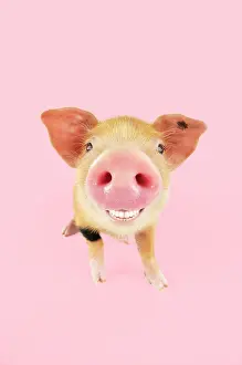 250619: Pig. Oxford sandy and black piglet smiling