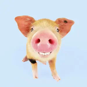 Oxford: Pig. Oxford sandy and black piglet smiling