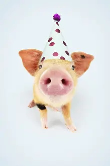 260319: Pig. Oxford sandy and black piglet wearing Birthday
