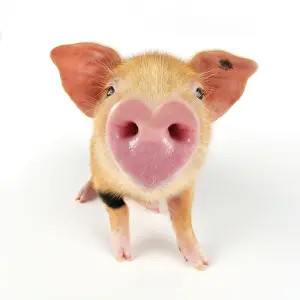 070221: Pig. Oxford sandy and black piglet on white background with