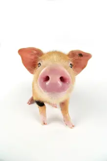 Nose: Pig. Oxford sandy and black piglet on white background