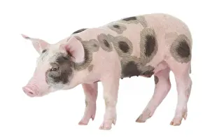 Patchy: Pig - Piglet