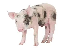 Patchy: Pig - Piglet