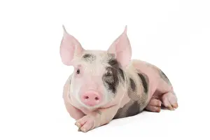 Patchy: Pig - Piglet