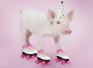Skates: Pig - Piglet