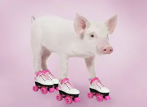Roller: Pig - Piglet