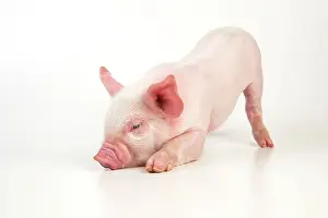 Bowing: PIG - Piglet bowing