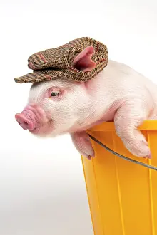 Dressed: PIG - Piglet in a bucket wearing a hat