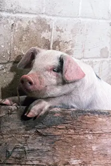 Piglets: PIG - piglet with feet on sty