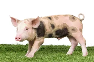 Patchy: Pig - Piglet on grass