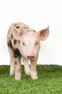 Patchy: Pig - Piglet on grass