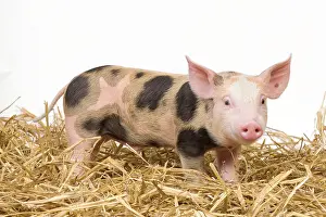 Patchy: Pig - Piglet on hay