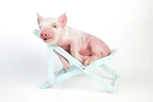 Deckchair: PIG - Piglet laying in deckchair
