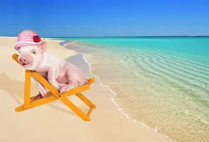 Deckchair: PIG - Piglet laying in deckchair wearing hat on beach