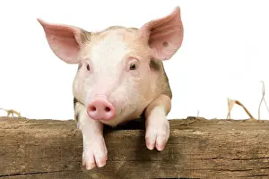 Peer: Pig - Piglet looking over fence