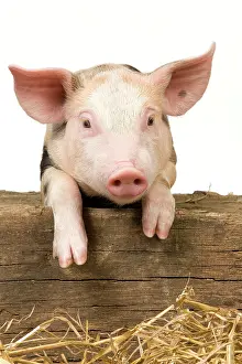 Patchy: Pig - Piglet looking over fence