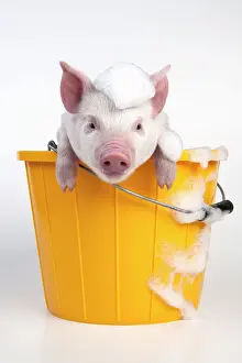 Soap: PIG - Piglet sitting in a bucket covered in soap suds