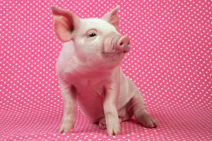 Spotty: PIG - Piglet sitting on pink spotty blanket