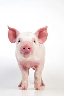 Piglet: PIG - Piglet standing